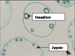 Zygote
Daughter