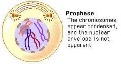 §Nuclear envelope disappears 
§Microtubules pull the chromosomes toward the middle of the cell 
§Animal cells: microtubules attached to centrioles at the poles of the cell