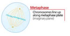 








chromosomes
are aligned across the middle of the cell