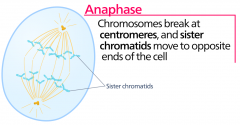 










§centromeres split,
 §sister chromatids are pulled apart toward
opposite poles