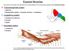 Lie dorsal to transverse processes of the vertebrae and are the extensors of the vertebral column.