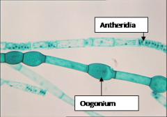 AntheridiaOogonium