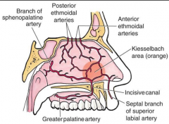 Kiesselbach's plexus of septum.  Four arteries that make it up are:


Sphenopalatine


Anterior ethmoidal


Greater palatine


Superior labial


 
