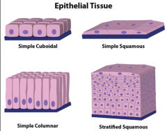 - Fit together by tight junctions and desmosomes

- Supporting sheet at inferior epithelium is basal lamina (noncellular, selective barrier)