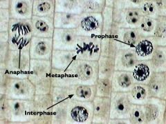 *Know MITOSIS examples under microscope*