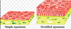 - One layer of flat cells
- Air sacs in the lungs
- Diffusion of O2 and CO2
