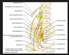 L4 L5joins with S1 S2 and S3 to make sciatic nerve