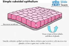 - One layer of cube-shaped cells
- Kidney tubules
- Absorption and secretion