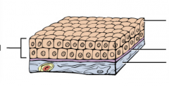 - Multiple layers of epithelial cells, top layer is cuboidal
- Sweat and mammary glands
- Protection