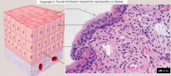- Multiple layers of epithelial cells, top layer is columnar
- Pharynx and male urethra
- Protection and secretion