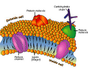 Cell Membrane
