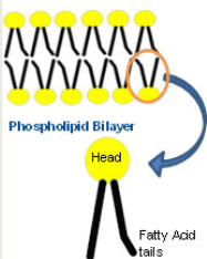Phospholipid
