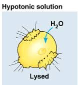 Hypotonic Solution
