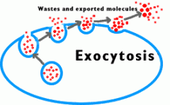 Exocytosis
