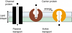 Transport Proteins