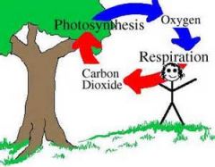 (breathing in and out)  The process by which animals use oxygen and food to make energy and carbon dioxide