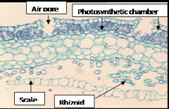 Air porePhotosynthetic chamber
Scale
Rhizoid