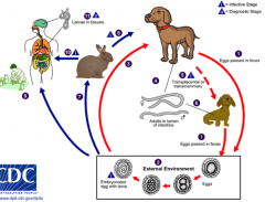 dogs release eggs --> larva form (geohelminth) --> human ingests (mostly kids) --> small intestine --> migrant --> liver, brain, eye