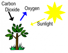 a gas produced by plants during photosynthesis that animals use for respiration