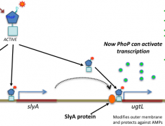 Usually, there will be a H-NS that blocks PhoP binding for ugtL 

SlyA is needed to bind to the DNA and bend it to release H-NS from ugtL

Then PhoP can bind and activate transcription of ugtL