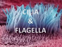 1. Identical to flagella 