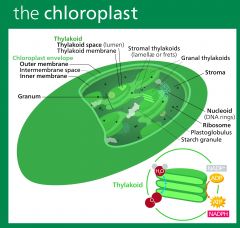 1. "Running round with chloroplasts lovin sun like showers" 