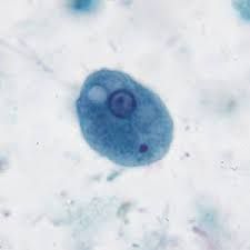 Entamoeba coli (trofozoito)