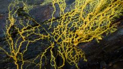 Plasmoidal Slime Moulds:
Known from the 1650's, best known of the slime moulds. Life history of them are complicated: They are :