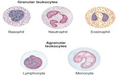Granulocytes	- 

neutrophils	- 

eosinophils	-
 basophils 

lymphocytes	- 

monocytes