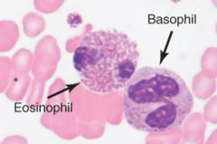 prominent granules when stained
Eosinophils – acidic stain – appear red
Basophils – basic stain – appear blue 

Neutrophils – don’t pick up either stain well – appear colorless or faintly violet