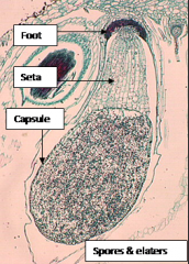 FootSeta
Capsule
Spores and Elaters
