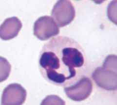 40-75% of circulating leukocytes
most abundant type in dogs, cats, horses
immature neutrophils are band cells
mature cells are polymorphonuclear (PMN)
replaced 2 1/2 times a day