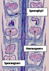 SporophyllHomospores
Sporangium
Lycopodium has Sporophyte as its dominant life cycle (2N); it is homosporous, spores contained within a sporangium