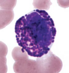 granulocyte
multi-lobed nuceli
least phagocytic of the granulocytes
histamine and heparin, similiar to mast cells (IgE)



heartworm