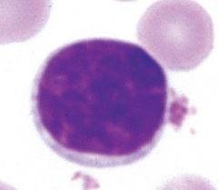 Agranulocytes
Round or oval nucleus
live in lymphoid tissue and circulate between tissues and blood
3 types: T lymphocytes (T cells)
B lymphocytes (B cells)
Natural Killer cells (NK cells)