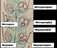 MicrosporangiumMicrospores
Microsporophyll
Megaspore (lower left)
Megasporophyll (2nd from bottom on right)
Megasporangium