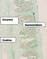 Recurved sporangiumSporangiophore
Strobilus