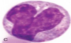 nuclei can vary in shape
inflammatory response
known as macrophages after entering tissue
clean up cellular debris