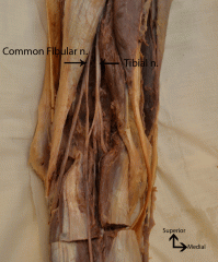 Posterior knee/leg
