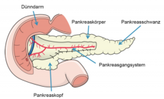- Pankreaskopf inkl. Proc. uncinatus (75 % der Fälle)
- Pankreaskörper
- Pankreasschwanz