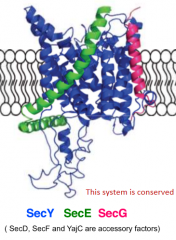 Conserved across all domains of life

Secretion is post-translation

Exports proteins across cytoplasmic membrane (this requires SecA and SecB)

Can insert proteins into cytoplasmic membrane (requires signal recognition particle (SRP)