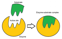 temporary bonds with the substrate (binding site) and residues that catalyse a reaction of that substrate (catalytic site).