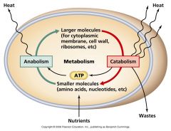 include
Catabolism - the breakdown of molecules to obtain energyAnabolism - the synthesis of all compounds needed by the cells