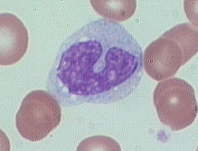 What kind of cell is this? How can you tell?