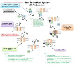 1) Signal/leader peptide is created by the ribosome and binds to the SecB chaperone

2) SecA will then bind to the SecB-signal peptide (the SecB chpaerone prevents premature/incorrect folding

3) The SecAB complex will bring the partially folded p...