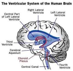 The ventricular system: organisation
