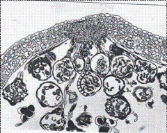Ferns
Leptosporangiate