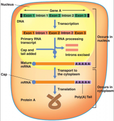 -A
single gene is transcribed at a time in eukaryotes
-Occurs in the nucleus
-3 RNA polymerases

  
I – rRNA 
II – mRNA 
III - tRNA







