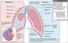 Changes volume of chest wall.

Air moves in & out of the lung.

Connective Tissue