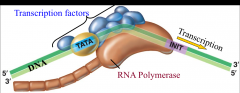 -help RNA polymerase bind to promoter (no sigma factor)